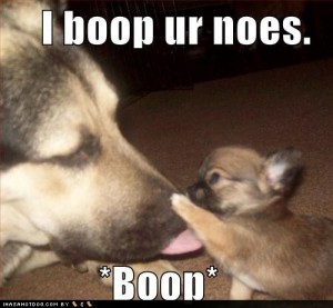 Funny Dog Pictures and Videos