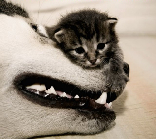 imagescute-kitten-on-dog